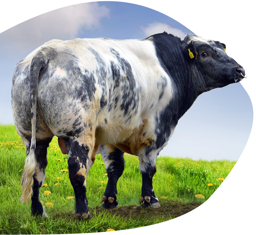 cow image