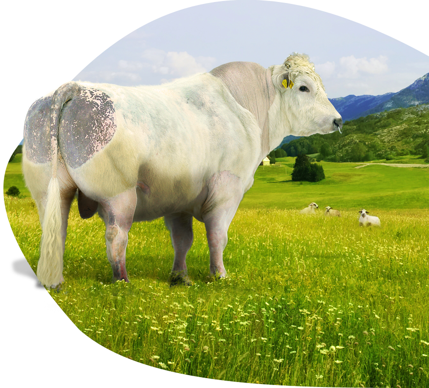 cow image